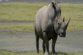 Rhinoceros 4, flamingo,